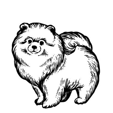 Шпіц 1